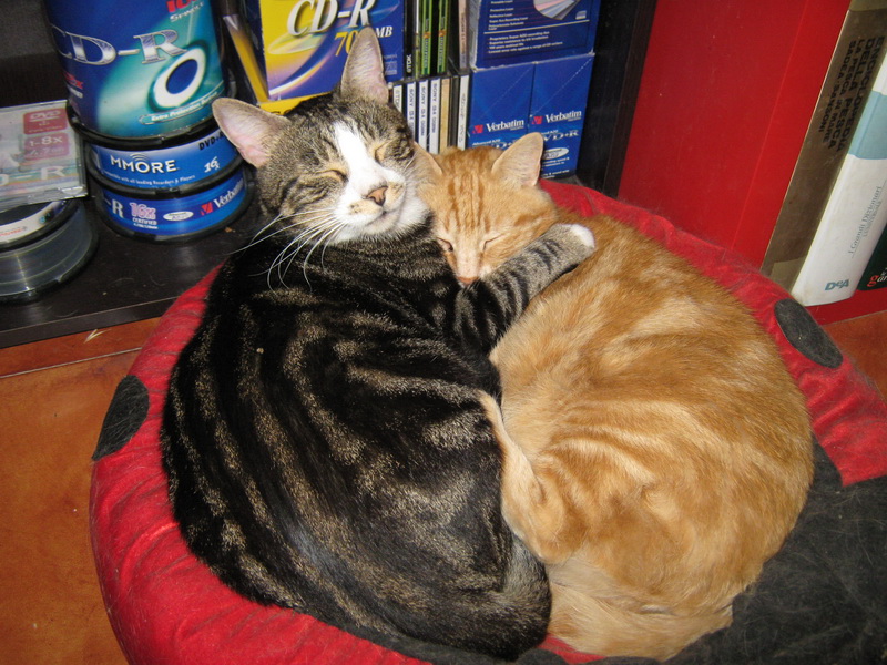 Policarpo (on the left) and my sweet Tappo (Shorty) on the right (dead some years ago)