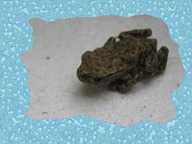 one of the many young toads borned this year...