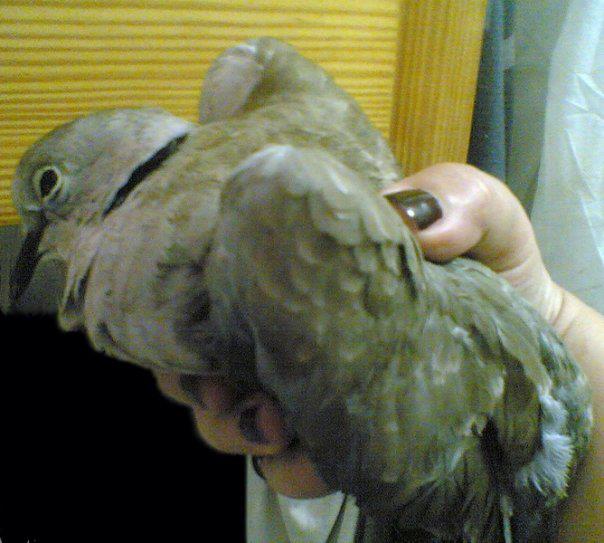 the turtle-dove I saved last year from the jaws of my cats..10 days with antibiotic injections, seed and water, then she/he flied away ;)