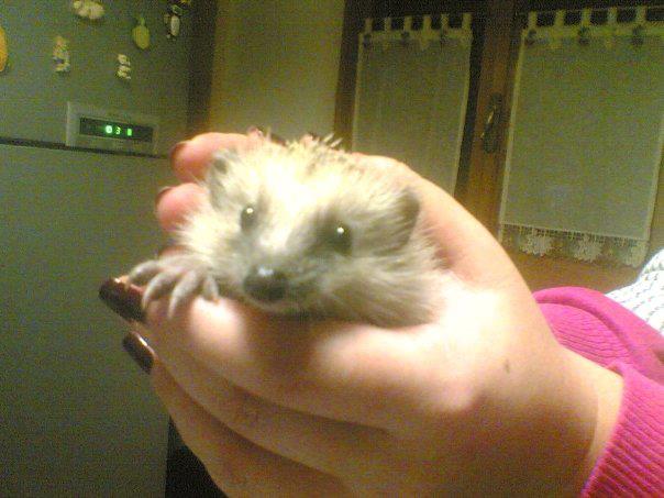 Hello from a little hedgehog