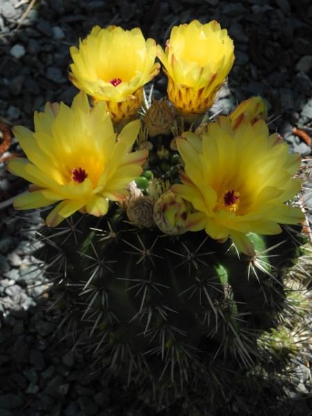 Notocactus submammulosus