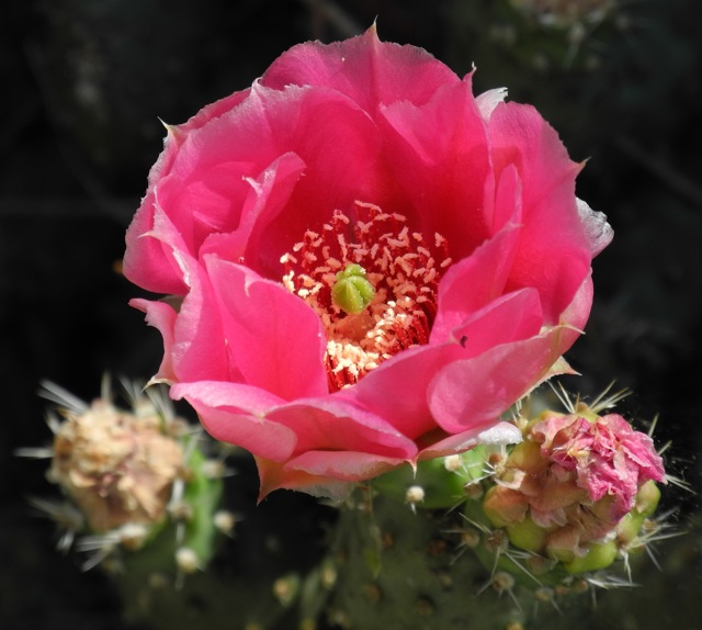 Opuntia fragilis denudata