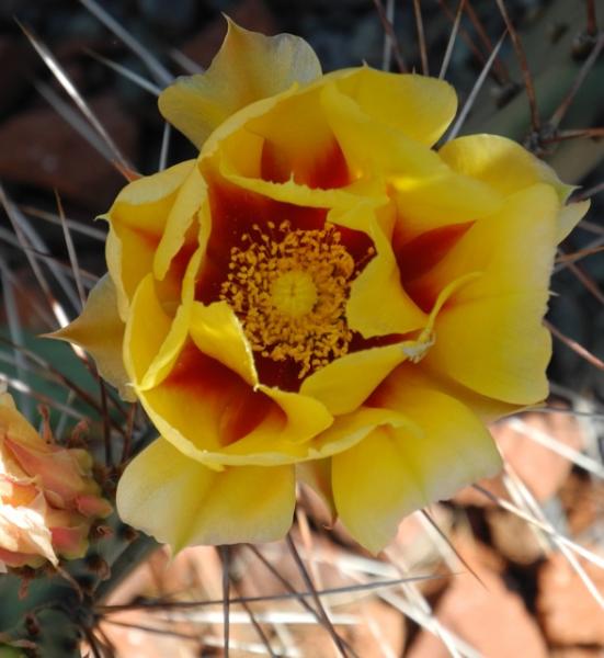 Opuntia aureispina