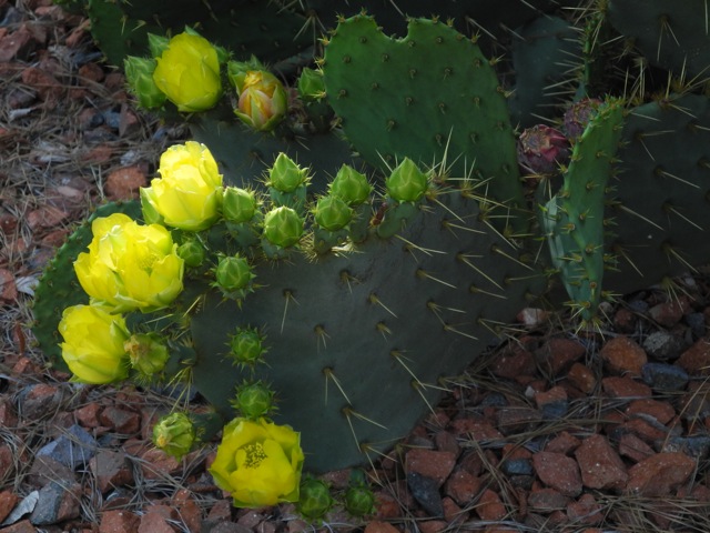 Opuntia lindheimeri