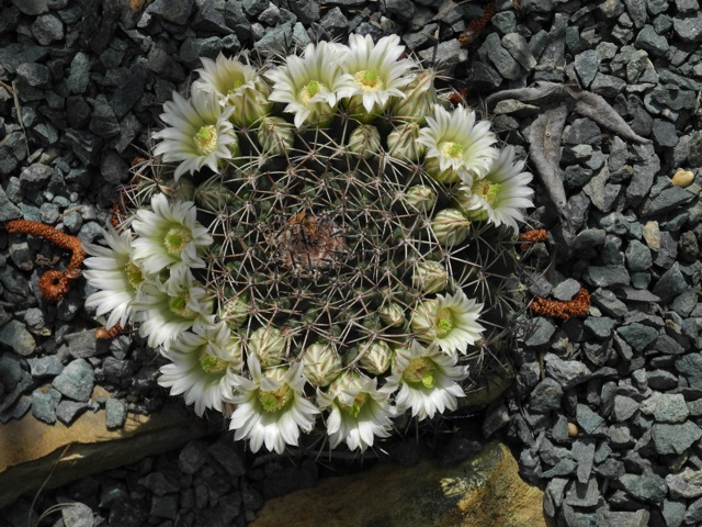 Mammillaria meiacantha