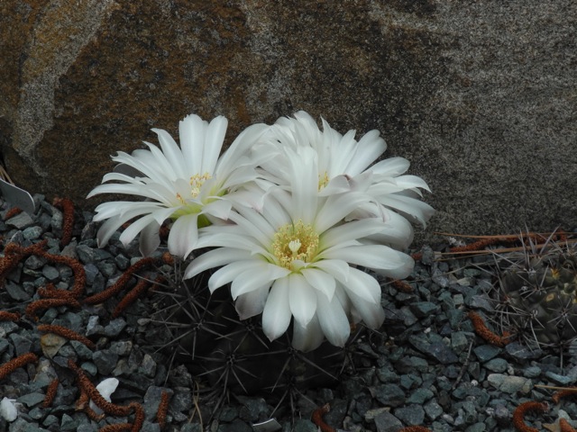 Gymnocalycium gibbosum nobilis