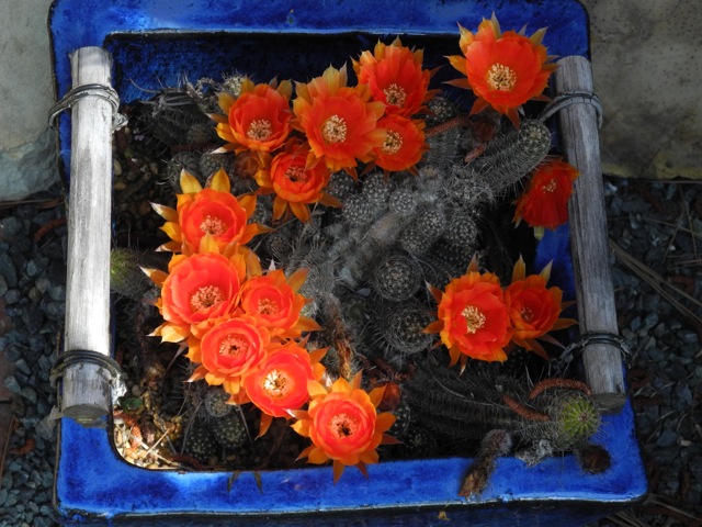 Echinopsis hybrid