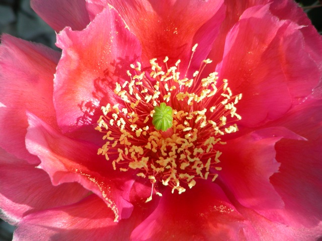 Opuntia polyacantha 'Red Glory'