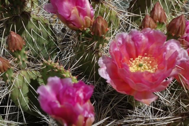 cactus in front 004-r.jpg