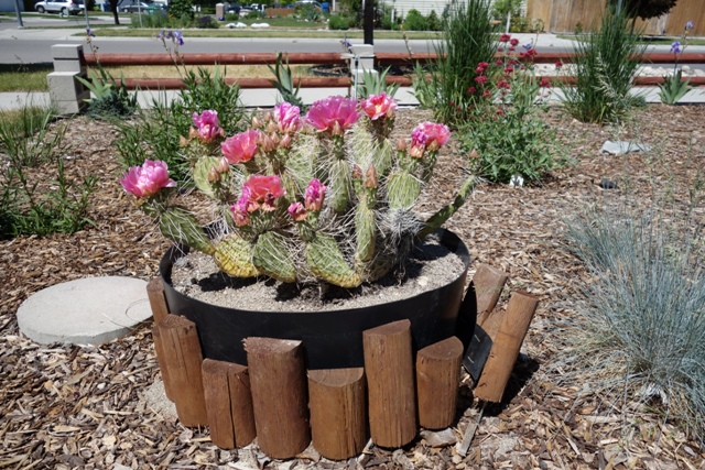 cactus in front 007-r.jpg