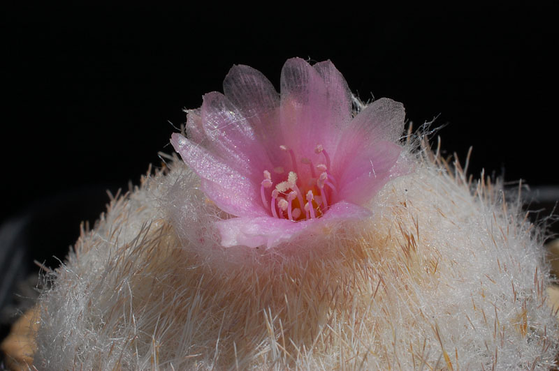 Epithelantha chihuahuaensis 2013 Juno03-3.jpg