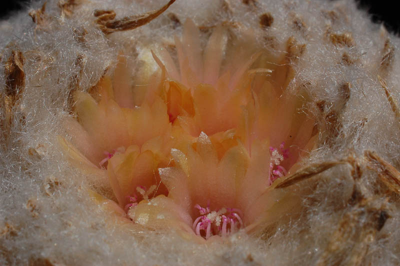Epithelantha pachyrhiza 2013 Juno03-3.jpg