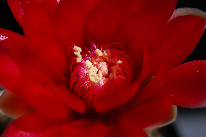 Gymnocalycium baldianum Tom06-064-1(Z) 2013 Juno05-7.jpg