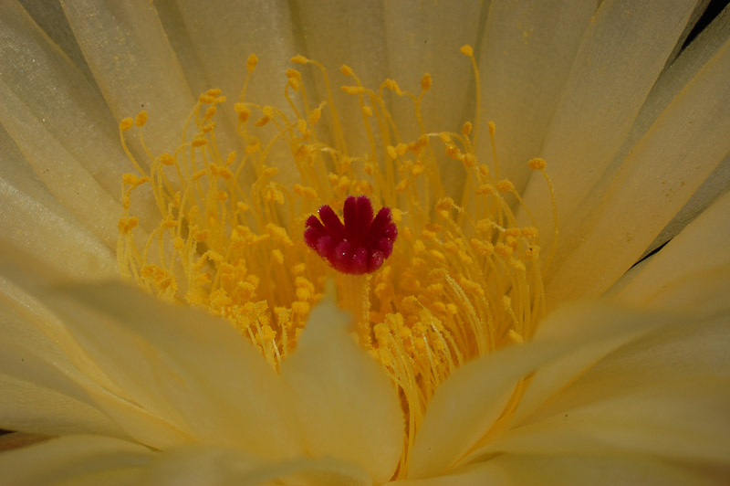 Notocactus uebelmannianus v. flaviflorus 2013 Juno06-4.jpg