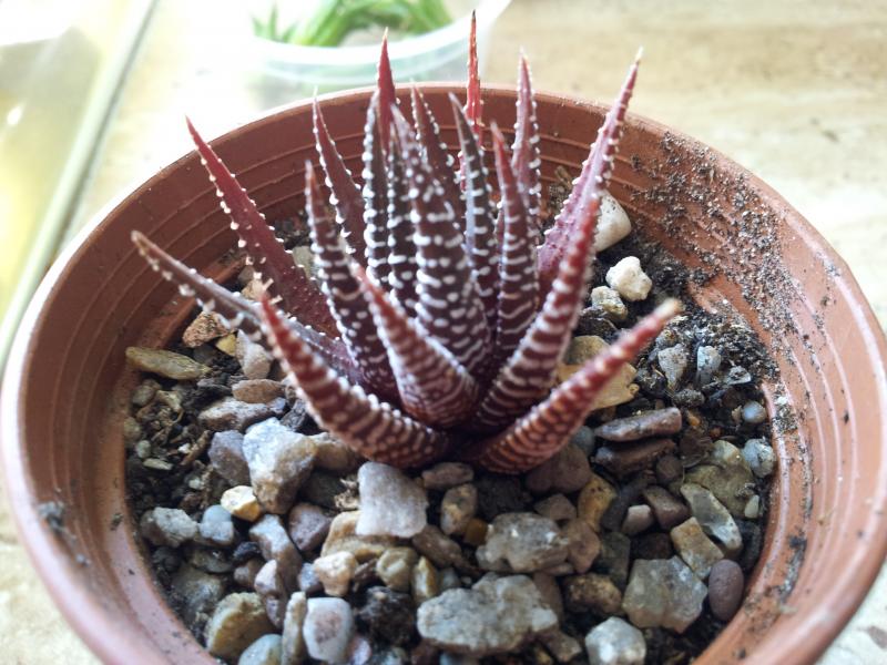 Haworthia