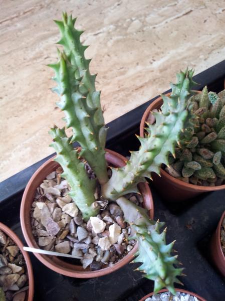 Stapelia Grandiflora