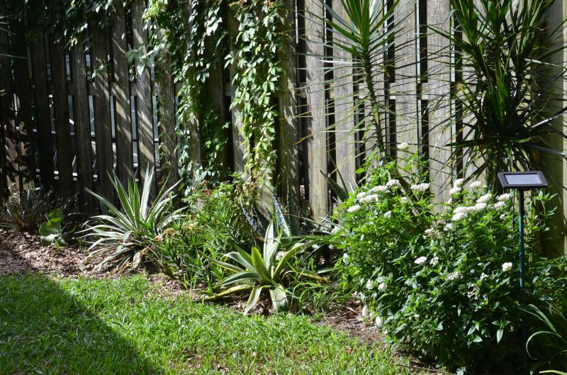 The next few pictures are in my side yard where the beds are woefully overgrown with weeds. It is not easy pulling weeds from around prickly plants!