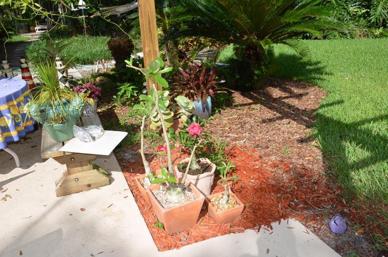 Adeniums and succulents in the front, bromeliads and cycads in the back. One of my dogs keeps trying to plant the purple toy in the foreground, but it won't sprout!