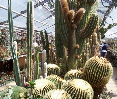 According to the owner of the nursery the large Golden Barrel pictured on far right is 105 years old !<br />The other tall cacti are at least  (including  Saguaro ) 75 years old.