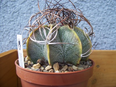 this Astrophynum Senil is the newest addition to my collection purchased from this nursery.