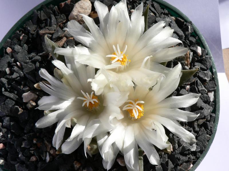 Ariocarpus trigonus