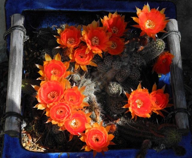 Echinopsis sylevstrii hybrid