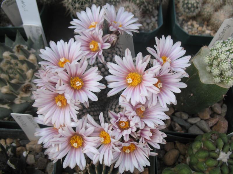 Turbinicarpus valdezianus