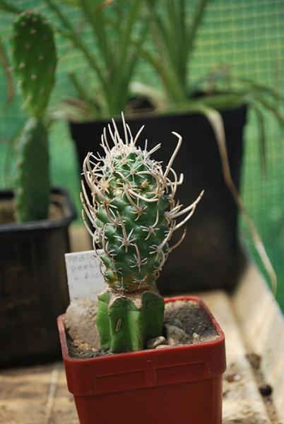 Pediocactus peeblesianus v. fickeisenii