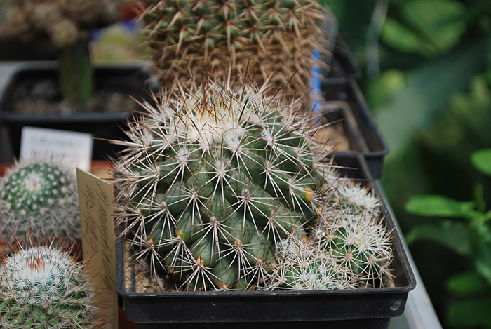 Gymnocactus sp.