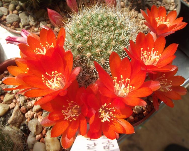 Rebutia pulchella v. prolifera.jpg