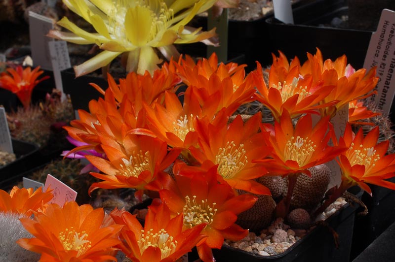 Rebutia (Aylosteria) heliosa 2013 Juno06-1.jpg