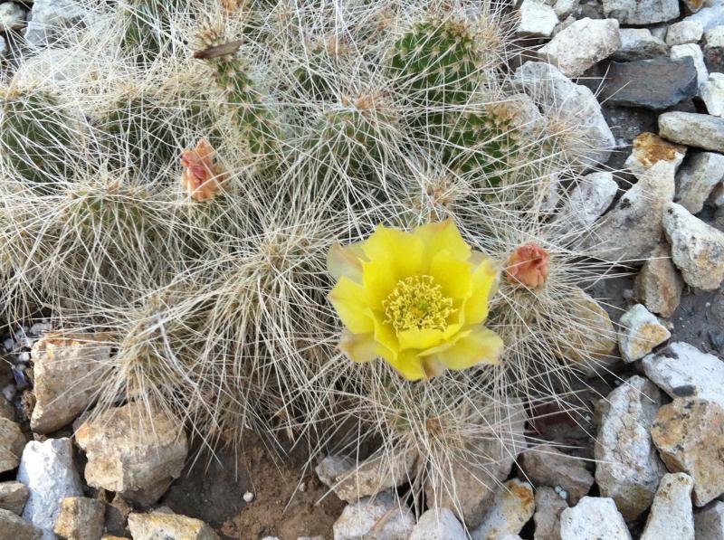 Mojave Prickly Pear - Opuntia Polyacantha var. erinacea