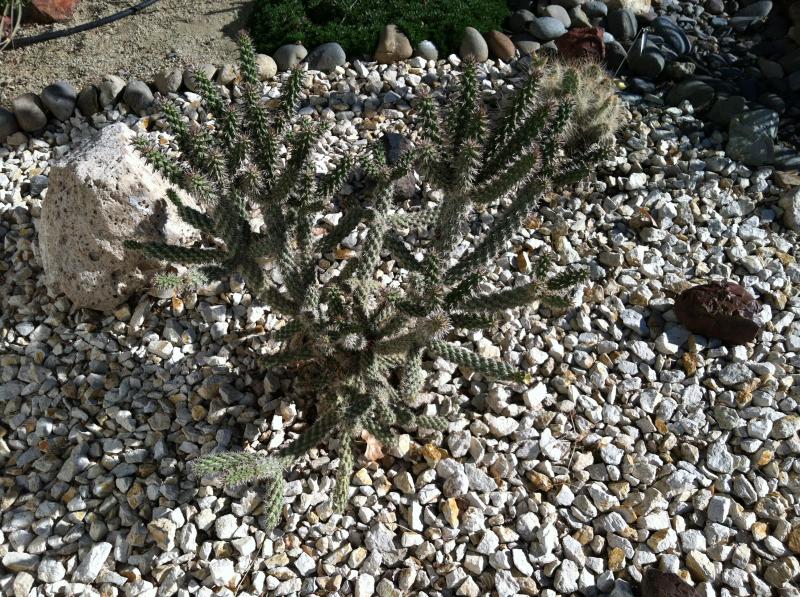 Cylindropuntia Spinosior