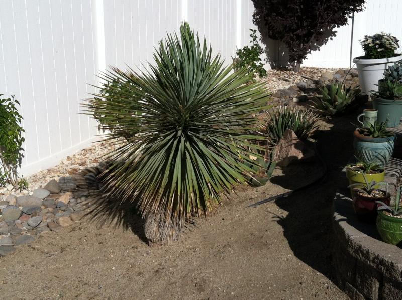 Yucca Rostrata