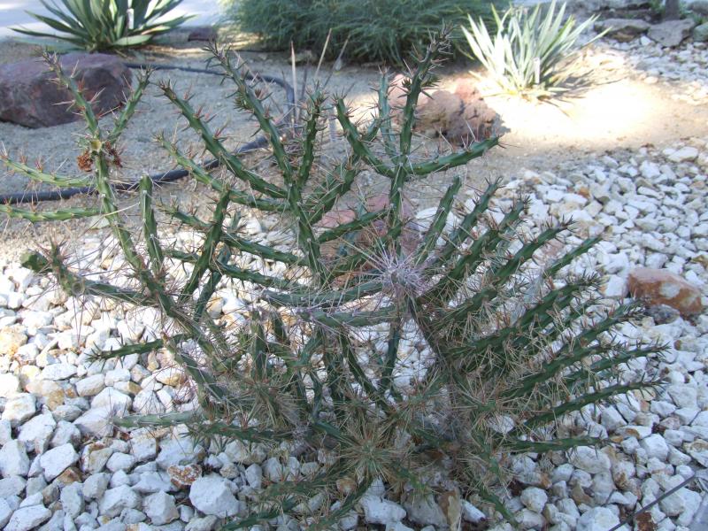 Cylindropuntia Kleiniae