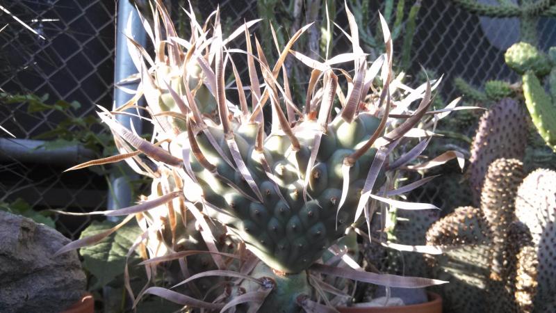 Tephrocactus articulatus v. papyracanthus