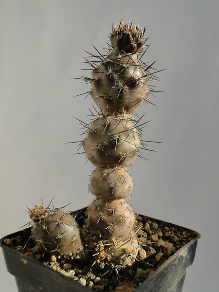 Pterocactus hickenii, Porrito Moreno 2012 Mai01-1.jpg