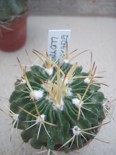 Echinofossulocactus lloydii.JPG