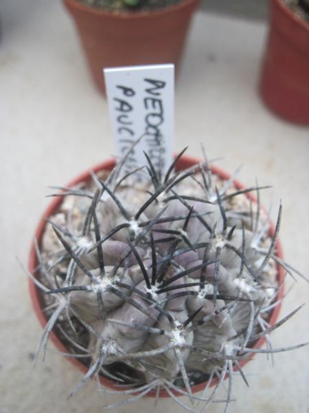 Neochilenia paucicostata.JPG