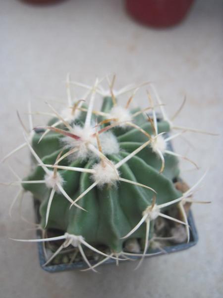 Echinocactus texensis.JPG