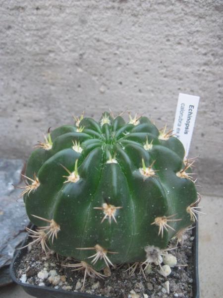 Echinopsis obrepanda ssp. calorubra.JPG