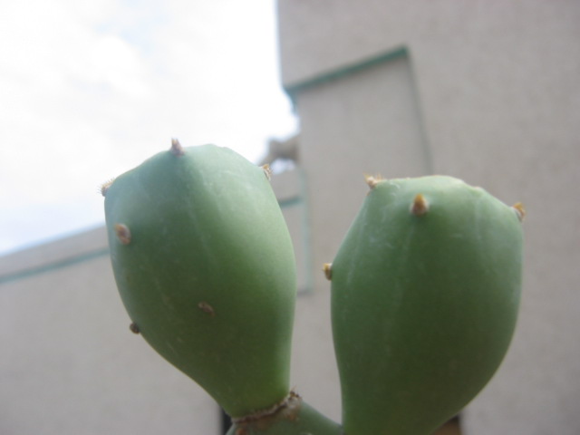 Opuntia fruit