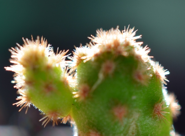 Opuntia microdasys? growing weirdly even with ample sunlight.