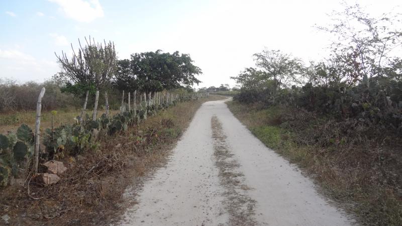 On the road there are some Opuntia that local farmers use to avoid trespassing or to keep their goats inside. On the left background there is a Facheiro.