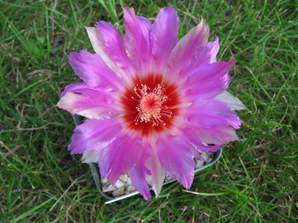 009_thelocactus.jpg