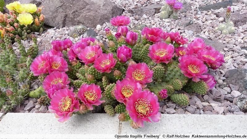 36_Opuntia_fragilis_'Freiberg'.JPG