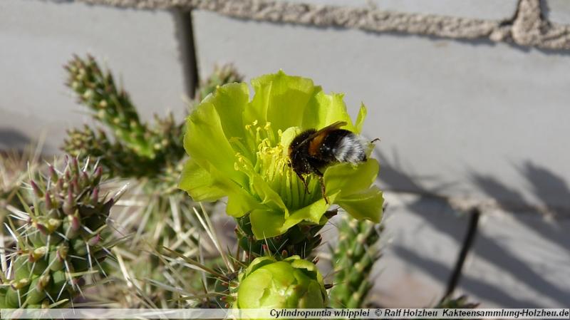 61_Cylindropuntia_whipplei.JPG