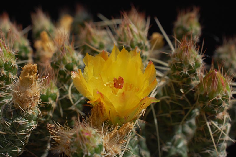 Tephrocactus weberi HPT 2013 August22-3.jpg