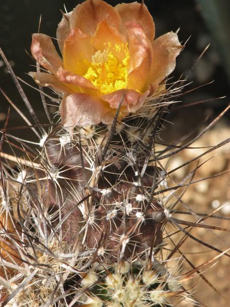 Pterocactus australis