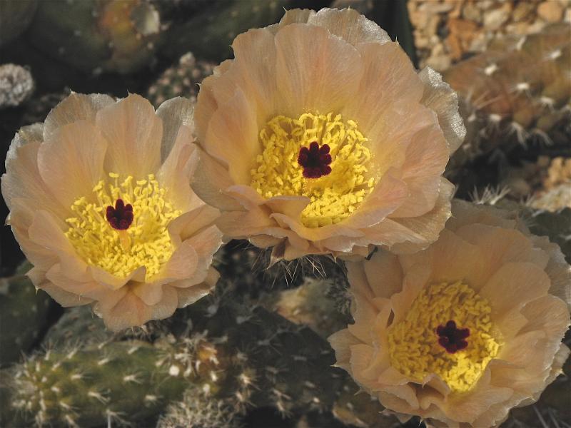 Pterocactus gonjianii